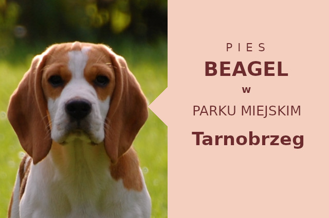 Ciekawe miejsce do treningu Beagle w Tarnobrzegu