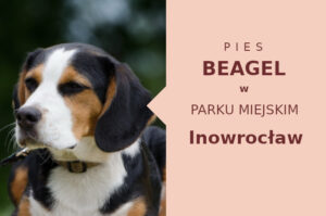 Dobra lokalizacja do socjalizacji Beagle w Inowrocławiu