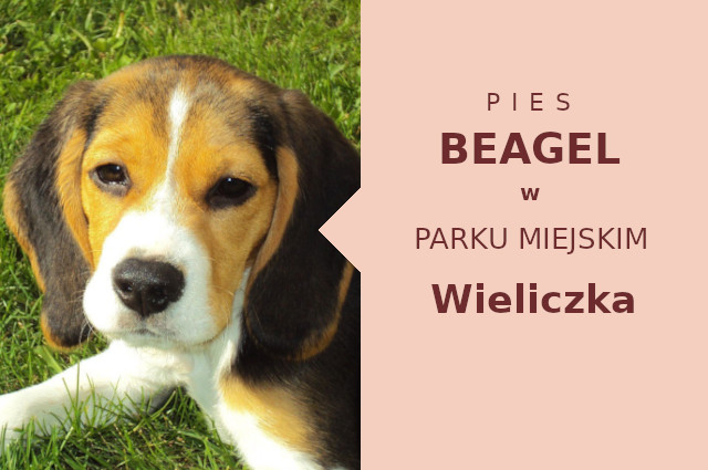 Dobre miejsce do zabawy z psem Beagle w Wieliczce
