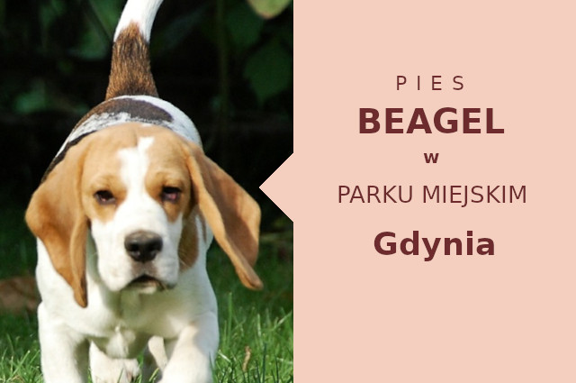Odpowiednia strefa na spacer z psem Beagle w Gdyni