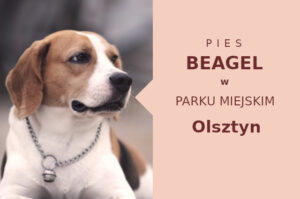Super teren do spacerowania z psem Beagle w Olsztynie