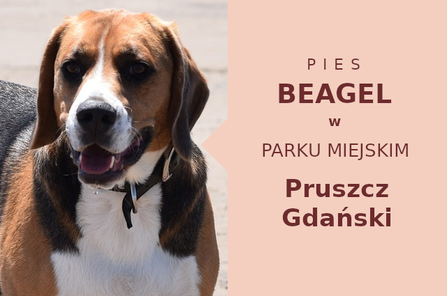 Fajna lokalizacja na spacer z psem Beagle w Pruszczu Gdańskim