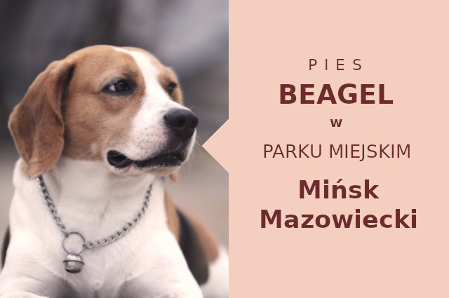 Ciekawe miejsce na wyjścia z psem Beagle w Mińsku Mazowieckim