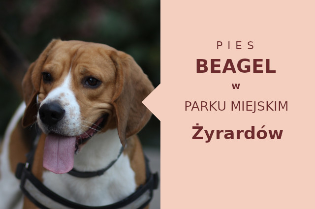 Sprawdzony teren na wyjścia z psem Beagle w Żyrardowie