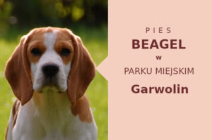 Odpowiednie miejsce na spacery z psem Beagle w Garwolinie