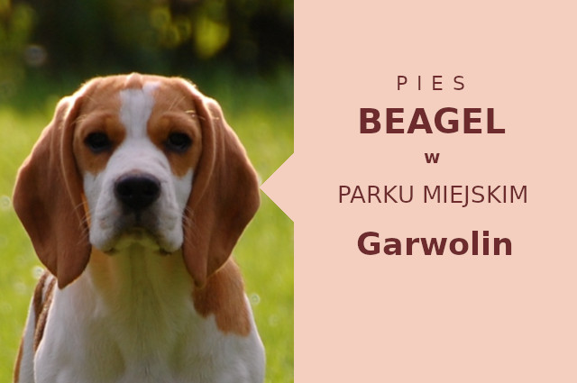 Odpowiednie miejsce na spacery z psem Beagle w Garwolinie