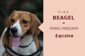 Ciekawa lokalizacja do zabawy z psem Beagle w Łęcznej