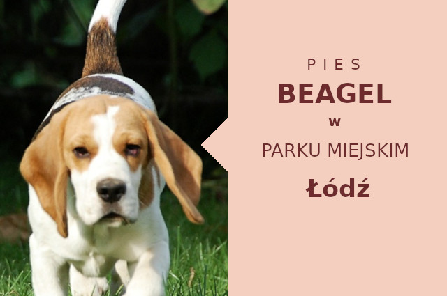 Idealna lokalizacja na spacery z psem Beagle w Łodzi