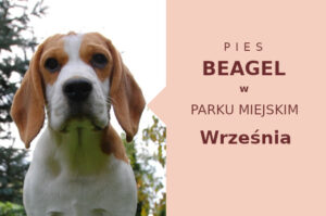 Dobre miejsce do zabawy z psem Beagle we Wrześni