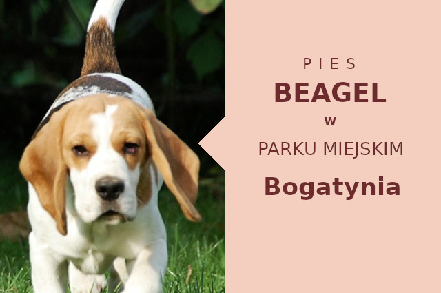 Sprawdzone miejsce do szkolenia Beagle w Bogatyni