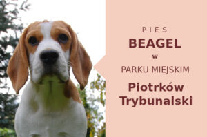 Super miejscówka do socjalizacji Beagle w Piotrkowie Trybunalskim