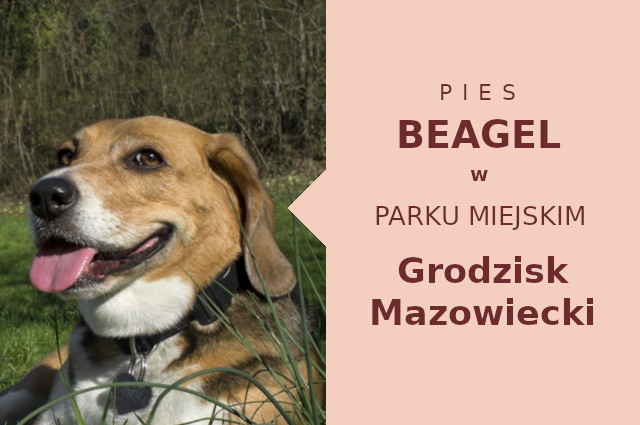 Atrakcyjne miejsce na przechadzkę z psem Beagle w Grodzisku Mazowieckim