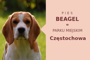Wspaniały teren do ćwiczeń Beagle w Częstochowie