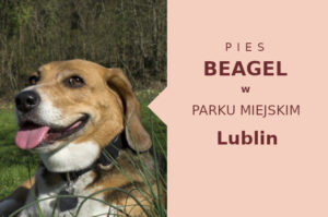 Wspaniałe miejsce na przechadzkę z psem Beagle w Lublinie