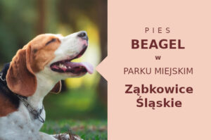 Polecana strefa na spacer z psem Beagle w Ząbkowicach Śląskich