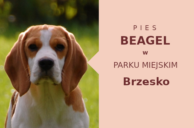 Świetna lokalizacja na wyjścia z psem Beagle w Brzesku