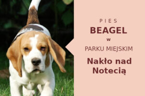 Idealny obszar na spacer z psem Beagle w Nakle nad Notecią