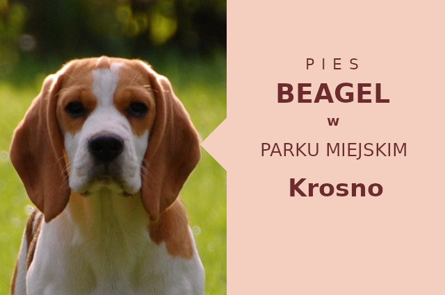 Atrakcyjne miejsce na wyjścia z psem Beagle w Krośnie