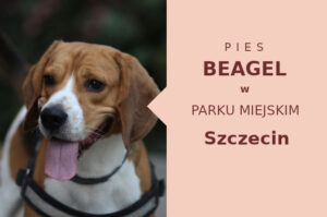 Rewelacyjny teren na spacery z psem Beagle w Szczecinie