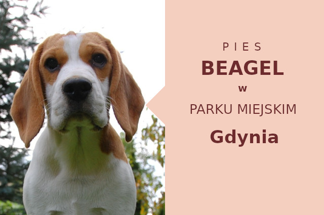 Wspaniały teren na przechadzkę z psem Beagle w Gdyni