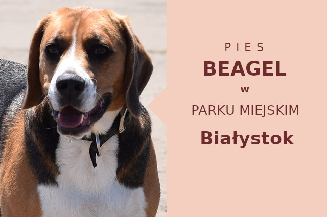 Wspaniałe miejsce na przechadzkę z psem Beagle w Białymstoku