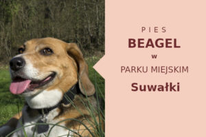 Świetne miejsce na przechadzkę z psem Beagle w Suwałkach