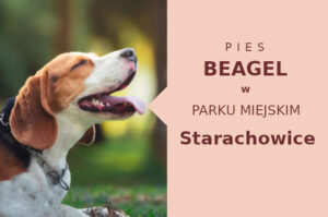 Fajna miejscówka do socjalizacji Beagle w Starachowicach