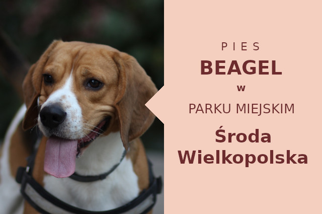 Atrakcyjny obszar do socjalizacji Beagle w Środzie Wielkopolskiej