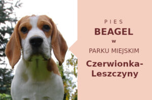 Wspaniała lokalizacja do zabawy z psem Beagle w Czerwionce-Leszczynach