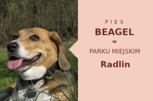 Polecany obszar do zabawy z psem Beagle w Radlinie