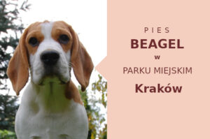 Super lokalizacja do treningu Beagle w Krakowie