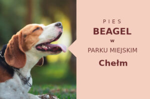 Rewelacyjna strefa do szkolenia Beagle w Chełmie