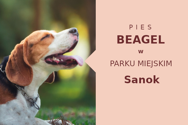 Atrakcyjna strefa na wyjścia z psem Beagle w Sanoku