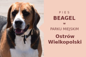 Idealne miejsce do zabawy z psem Beagle w Ostrowie Wielkopolskim