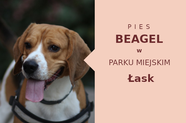 Atrakcyjny teren na spacer z psem Beagle w Łasku