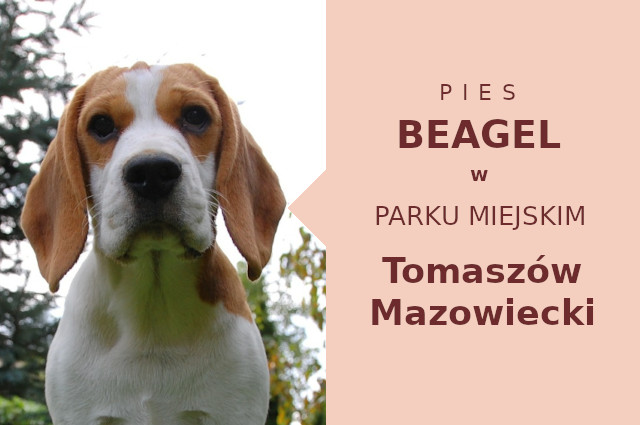 Fajny teren na przechadzkę z psem Beagle w Tomaszowie Mazowieckim