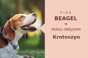 Idealny obszar do socjalizacji Beagle w Krotoszynie