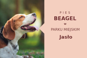 Fajna miejscówka do spacerowania z psem Beagle w Jaśle