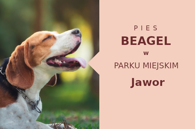 Sprawdzona strefa do spacerowania z psem Beagle w Jaworze