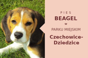 Odpowiednia lokalizacja do zabawy z psem Beagle w Czechowicach-Dziedzicach
