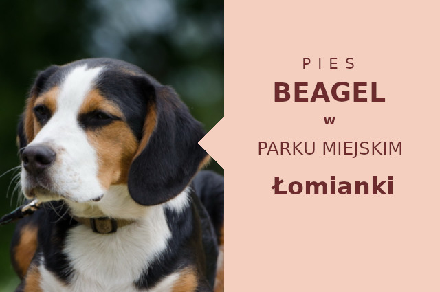 Fajny obszar do zabawy z psem Beagle w Łomiankach