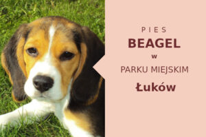 Rewelacyjna lokalizacja do spacerowania z psem Beagle w Łukowie