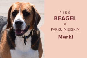 Świetne miejsce do szkolenia Beagle w Markach