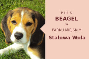Ciekawa strefa na spacery z psem Beagle w Stalowej Woli