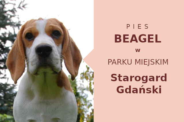 Sprawdzona miejscówka do treningu Beagle w Starogardzie Gdańskim