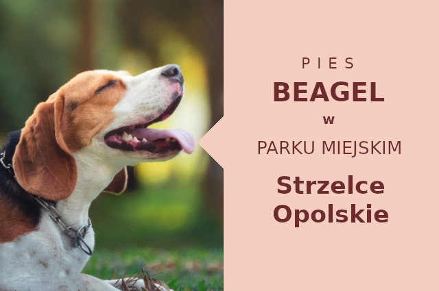Idealne miejsce na spacer z psem Beagle w Strzelcach Opolskich