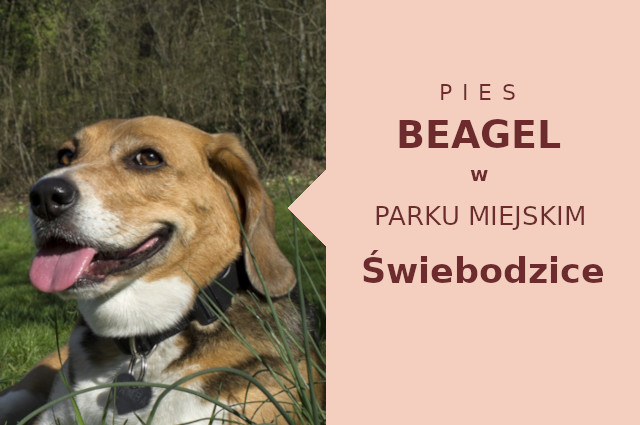 Fajne miejsce na spacer z psem Beagle w Świebodzicach