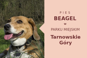 Ciekawa miejscówka do zabawy z psem Beagle w Tarnowskich Górach