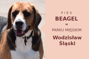 Świetne miejsce do szkolenia Beagle w Wodzisławiu Śląskim