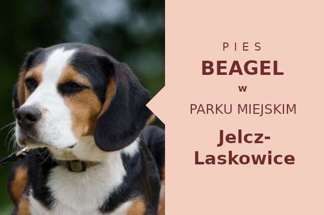 Super miejsce do ćwiczeń Beagle w Jelczu-Laskowicach